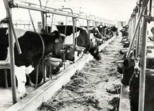 Moderne Stallungen in der Oberlausitz : Viehwirtschaft - häusliche Viehwirtschaft. Ort: Hornja Łužica / Oberlausitz. Stallungen der landwirtschaftlichen Produktionsgenossenschaft