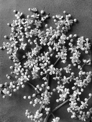 Schwarzer Holunder (Sambucus nigra L.), Blütenstand