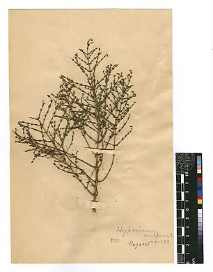 Hypericaceae Hypericum crispum Linné, Carl von (1707 - 1778) [Nazareth, Nazaret]