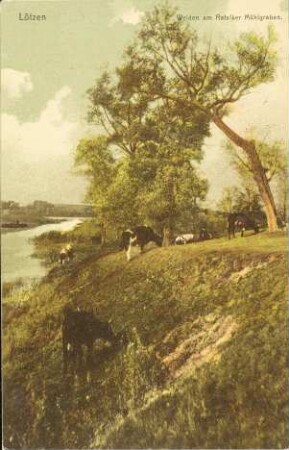 Lötzen - Weiden am Rafalker Mühlgraben.