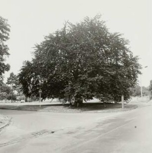 Blutbuche (Fagus salvatica var. purpurea tit.; Naturdenkmal)