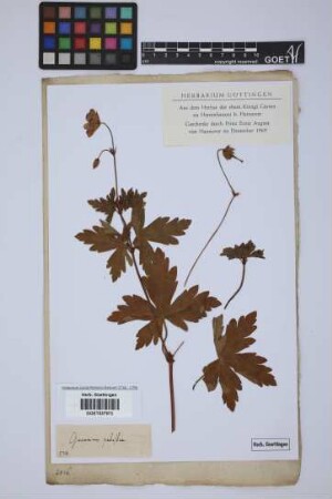 Geranium palustre L.
