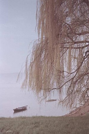 Reichenau-Niederzell. Blick vom Ufer mit Weide des Bodensees nach Reichenau-Niederzell