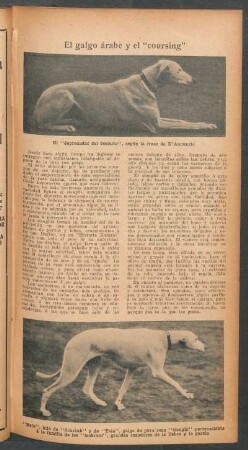 El galgo árabe y el "coursing"