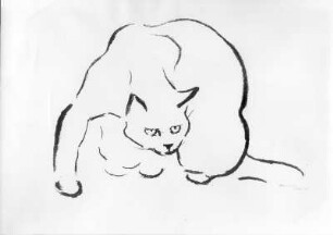 Katze - Unterbrechung beim Lecken. Kohlezeichnung (1963; E.Richter). Dresden-Striesen, Borsbergstraße 11, Atelier der Bildhauerin