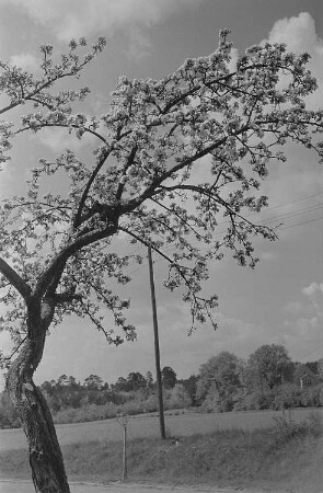 Baumblüte und Landschaftsansichten : Blühender Obstbaum