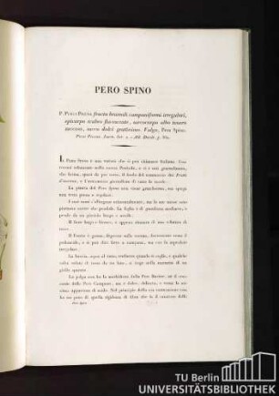Pero Spino