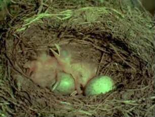 Turdus merula (Turdidae) - Aufzucht der Jungen