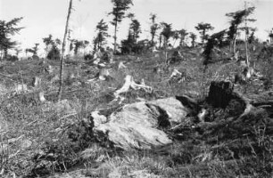 Plenterschlag : Plenterwald mit gefällten Bäumen, vermutlich bei Lohberg