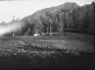Zeltlager am Wald : Zelte an einem Waldrand