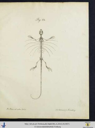 Fig. IX.
