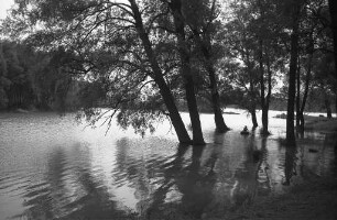 Hoher Wasserstand des Rheins.