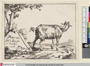 [Un jeune bouc debout vu de profil; Junger Ziegenbock mit abgewandtem Blick]