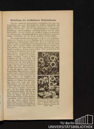 Einteilung der verschiedenen Dahlienformen
