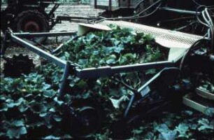 Fotografie: Gartenbautechnik-Freiland, Erntetechnik, Ernteverfahren, Einlegegurken