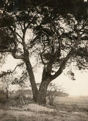 Quoos bei Radibor : Quoos bei Radibor. Große Kiefer (Pinaceae) am Wege Quoos-Milkewitz