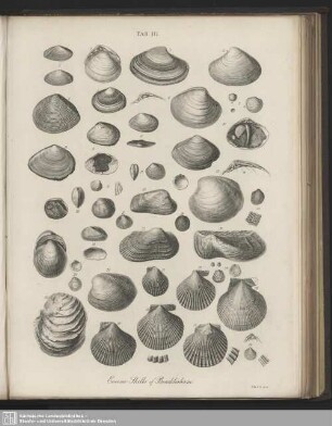 Tab. III. Eocene Shells of Bracklesham