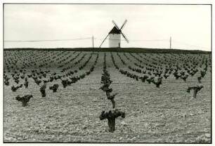 Mota del Cuervo. Eine der elf Windmühlen
