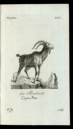 No 16. der Steinbock. Capra Ibex.