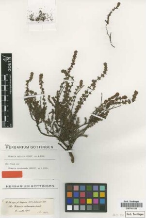 Blaeria condensata Hochst. ex A.Rich. [isotype]