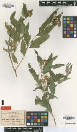 Verbesina pringlei B.L.Rob. [type]