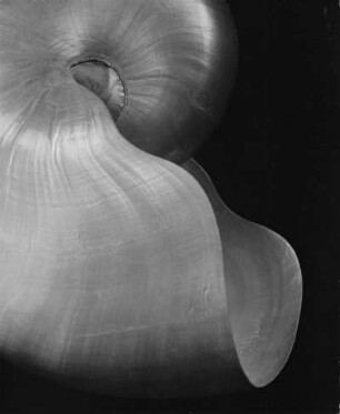 Nautilus pompilius L. Philippinen