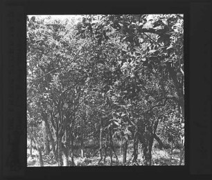 Sorrent (Orangengarten)
