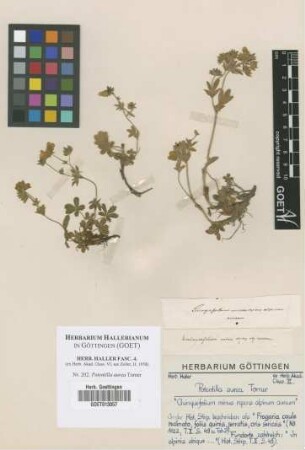 Potentilla aurea Torner