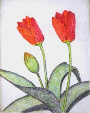 Zwei blühende Tulpen mit Knospe