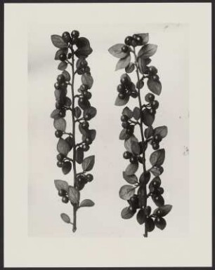 Gemeine Zwerg- oder Felsenmispel (Cotoneaster), fruchtende Zweige