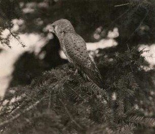 Turmfalke (Falco tinnunculus L.), altes Weibchen in Kampfstellung