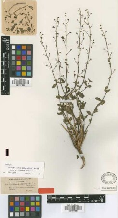 Scrophularia libanotica Boiss. var. Heywood oligantha[isotype]