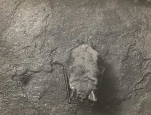 Großes Mausohr (Riesenfledermaus, Myotis myotis BORKH.), im Winterschlaf