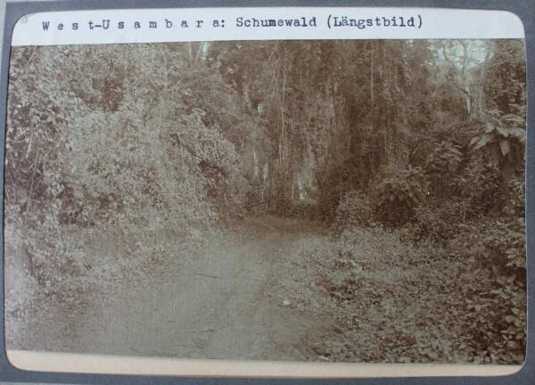 Usambara occidental : Schumewald (image longitudinale)