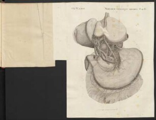 Nervorum Thoracis Ad Abdominis. Tab IV.