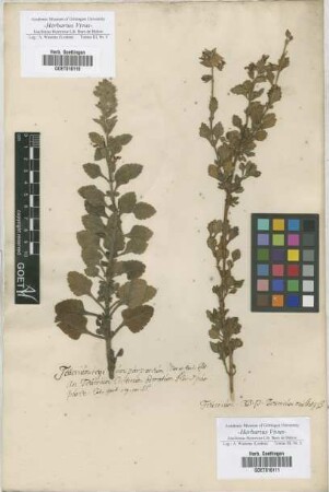 Teucrium