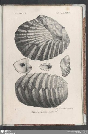 Pl. 480