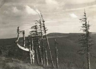 Feldberg (Schwarzwald). Höhenblick