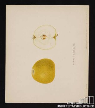 Nr. 1. Ananas-Reinette