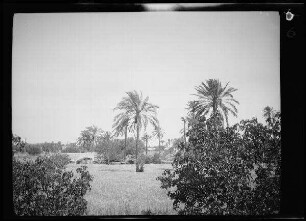 Tripolis (Libyen): Gras- oder Getreidefläche mit Palmen am Stadtrand ("Oase")