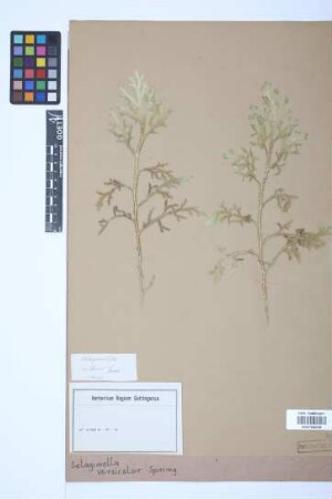 Selaginella versicolor Spring