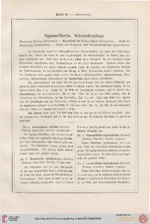 Heft 10 (Tafel 91 - 100)