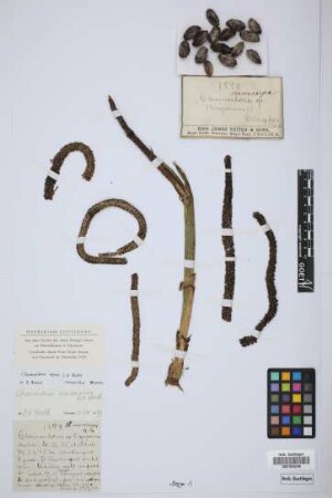 Chamaedorea arenbergiana H.Wendl.