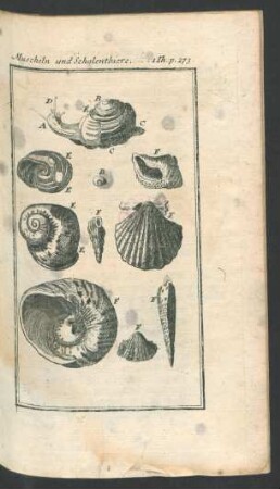 Tafel: Muscheln und Schalenthiere.