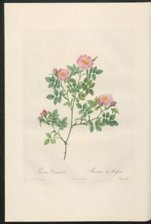 Rosa Dumetorum. Rosier des Buissons. Chapuy sculp.