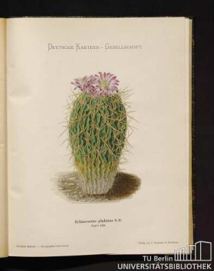 Tafel 159. Echinocactus gladiatus Salm-Dyck.