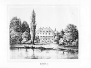 Brauna