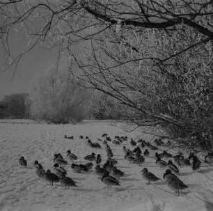 Stralsund. Enten am zugefrorenen Frankenteich