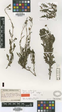Senecio sectilis Griseb. var. radiatus Griseb.[type]