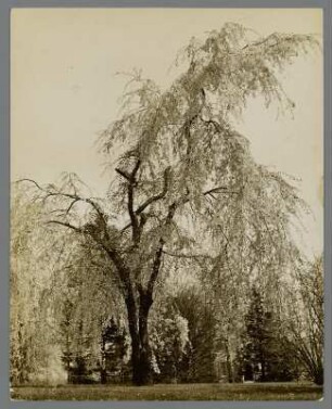 Felsenbirnbaum in Roslyn, Long Island